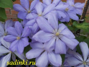 Клематис Мечта Клематис Мечта