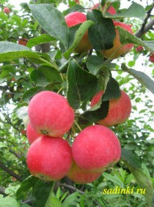 Сорт яблони Алтайское румяное