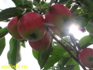 Сорт яблони Мельба