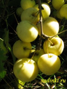 Сорт яблони Уральское наливное