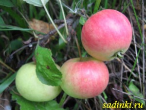 Сорт яблони Жигулевское