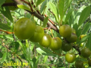 Вишня песчаная желтая